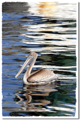 Pelican Reflection