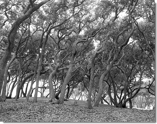 Trees at Fort Fisher