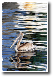 Pelican Reflection