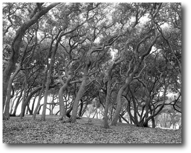 Trees at Fort Fisher