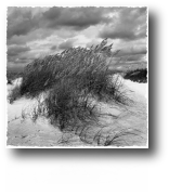 Windy Dune